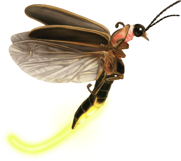 Firefly Atlas