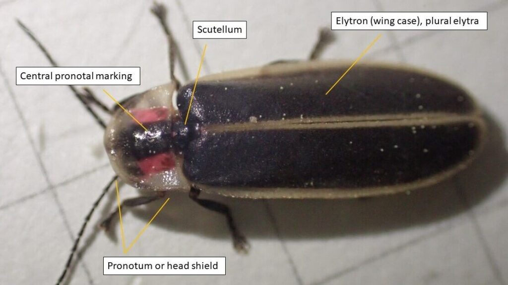 Firefly Anatomy and Flash Patterns - Firefly Atlas