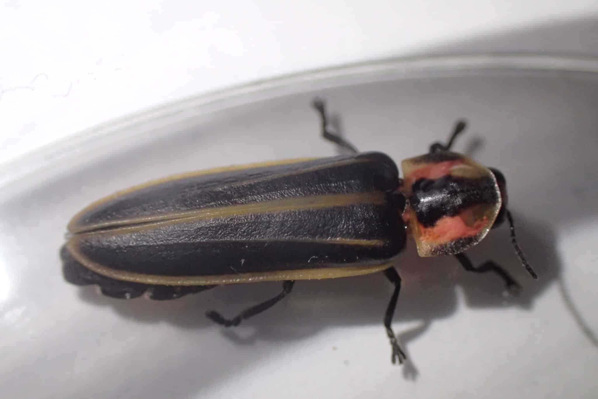 status-and-conservation-firefly-atlas