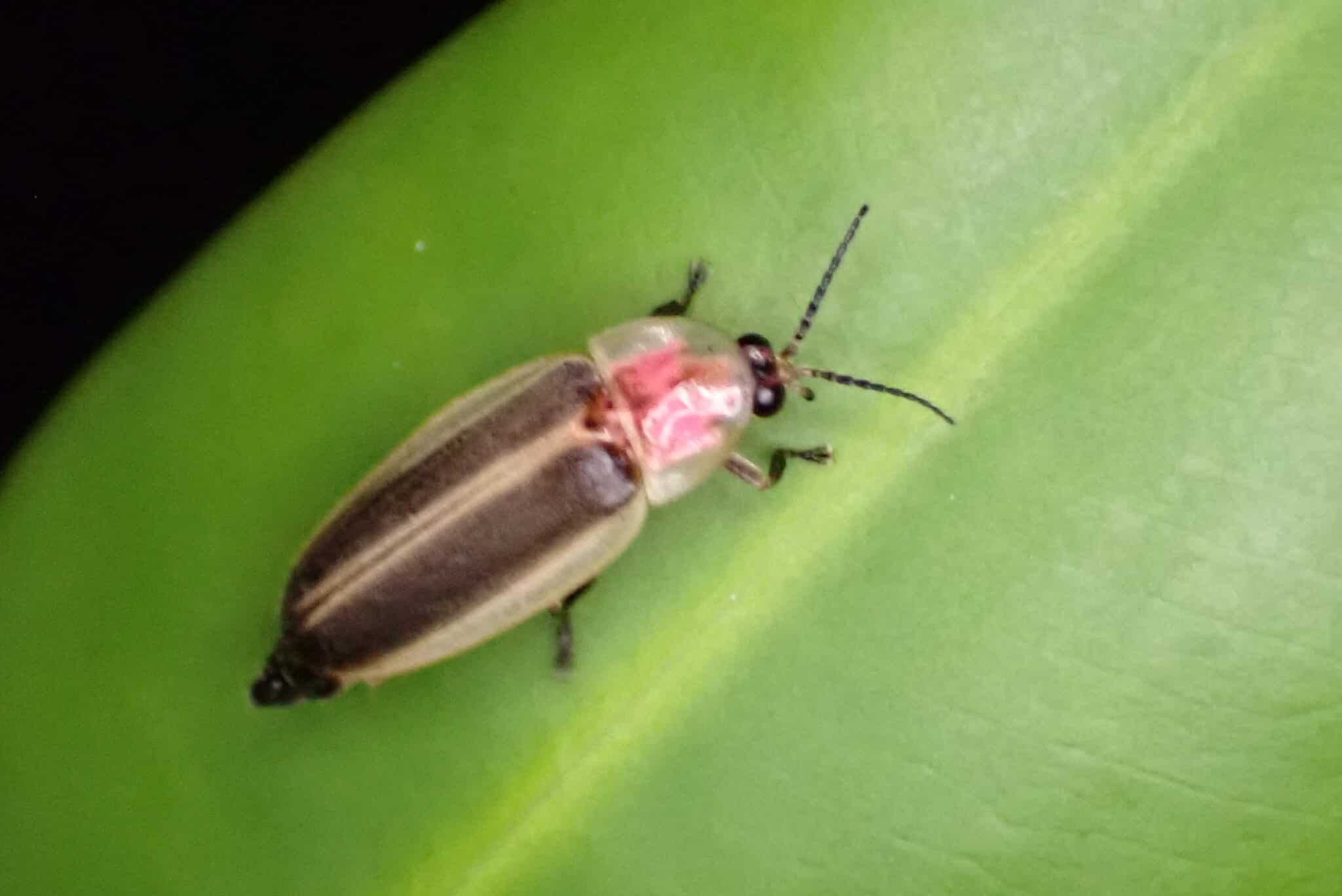 record a sighting firefly atlas