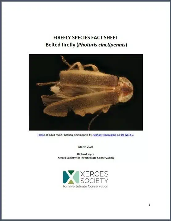 Firefly species fact sheet: Belted firefly (Photuris cinctipennis). Click to open pdf.