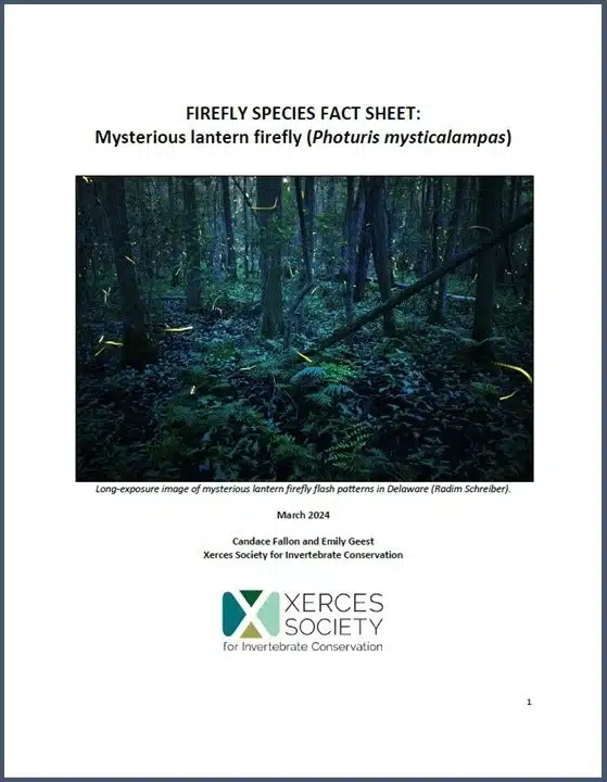 Firefly species fact sheet: Mysterious lantern firefly (Photuris mysticalampas). Click to open pdf.