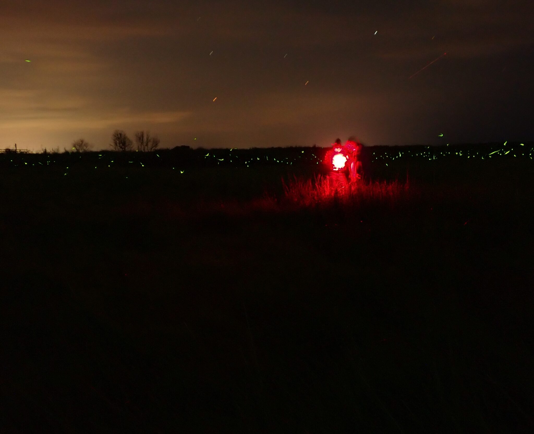 Firefly surveyors stand in a field at night, using a red headlamp and with green firefly flashes in the background.