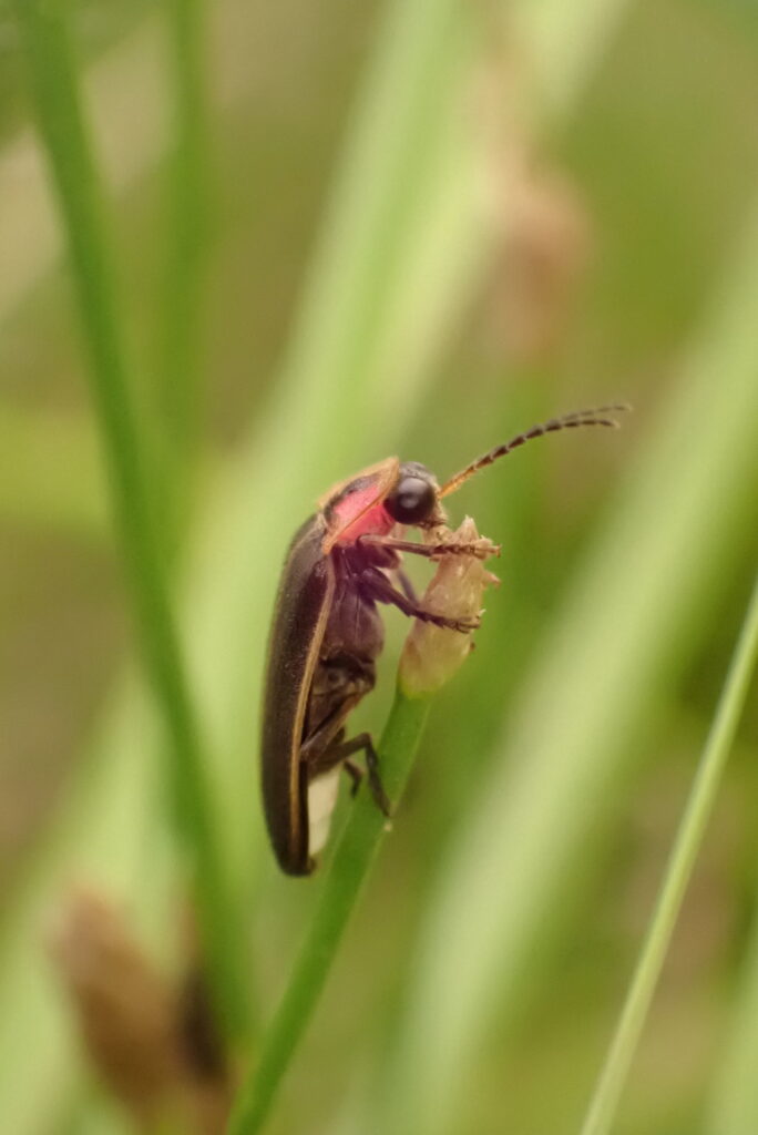 An adult firefly perched at the tip of a sedge.