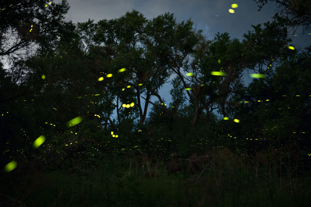 Green and yellow firefly flash patterns in a dark riparian forest.