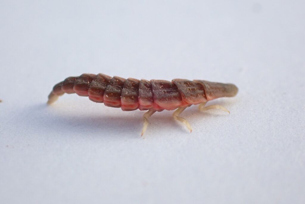 A pink and gray larval firefly against a white background.