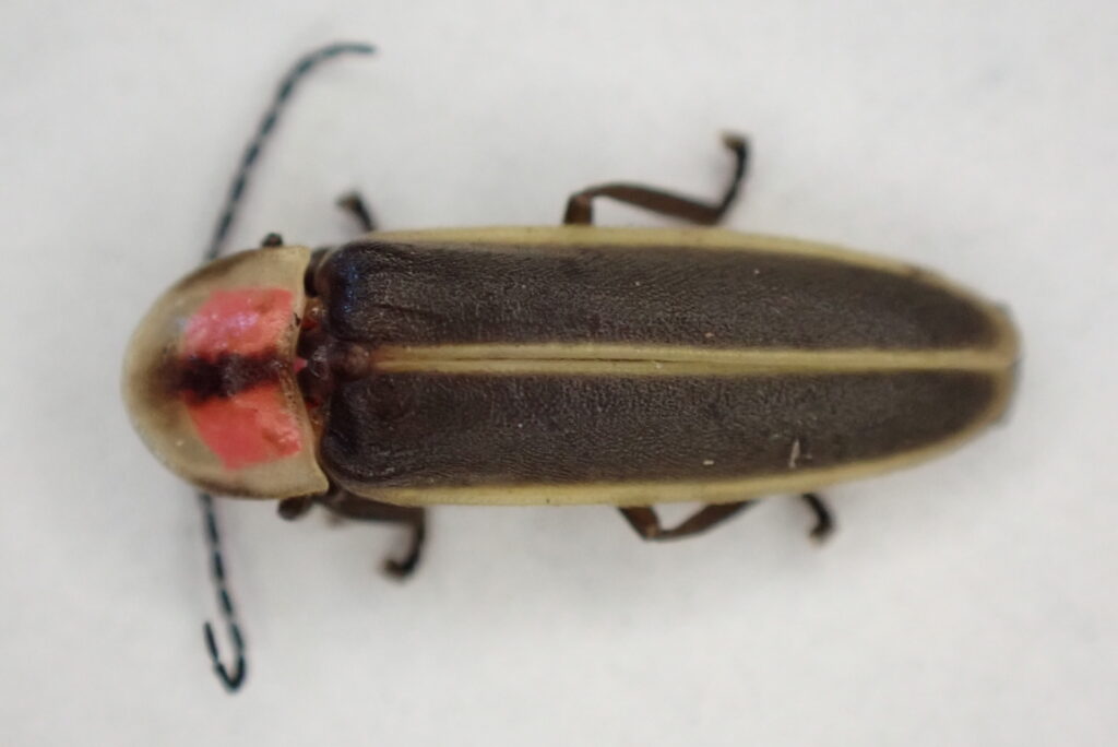 An adult firefly against a white background.