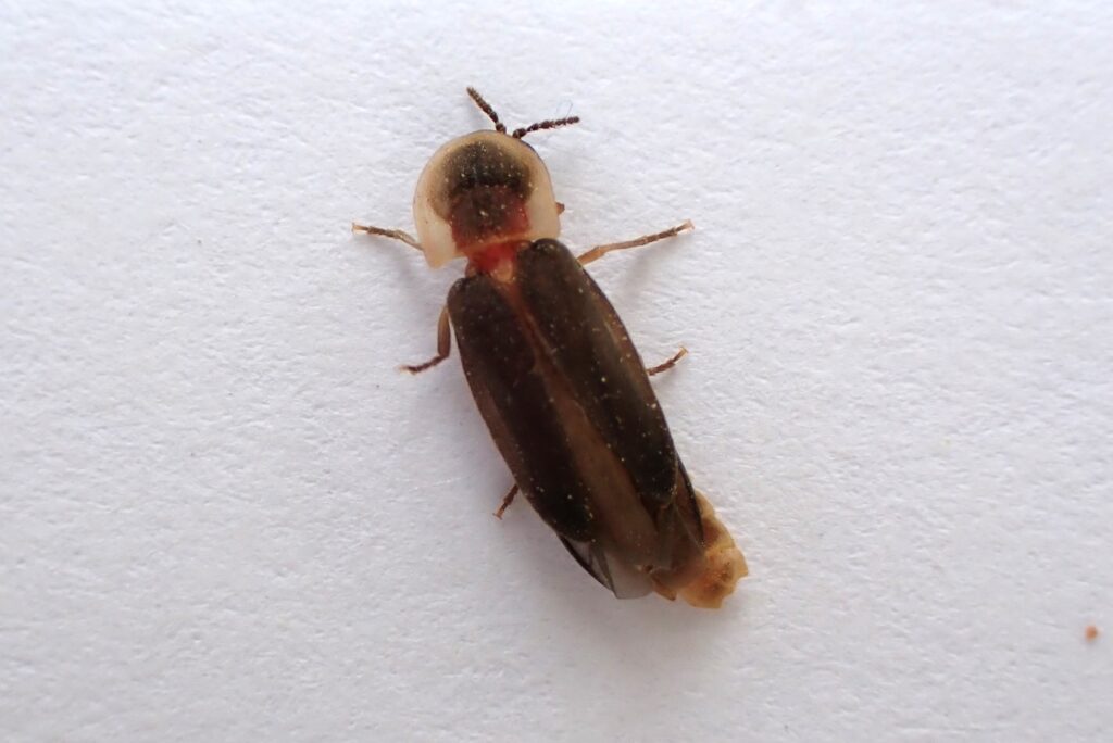 An adult male glow-worm firefly against a white background.