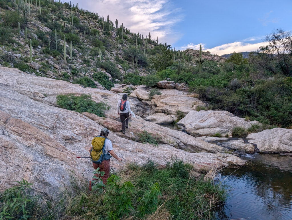 Two people hiking along a drainage with a small pool of water to one side and saguaro cacti on the other.