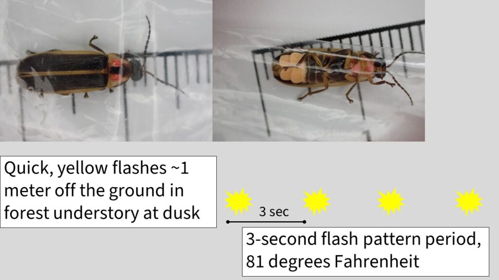 Photos of a firefly's upper side and underside are accompanied by notes that say, "Quick, yellow flashes about 1 meter off the ground in forest understory at dusk" and "3-second flash pattern period, 81 degrees Fahrenheit."