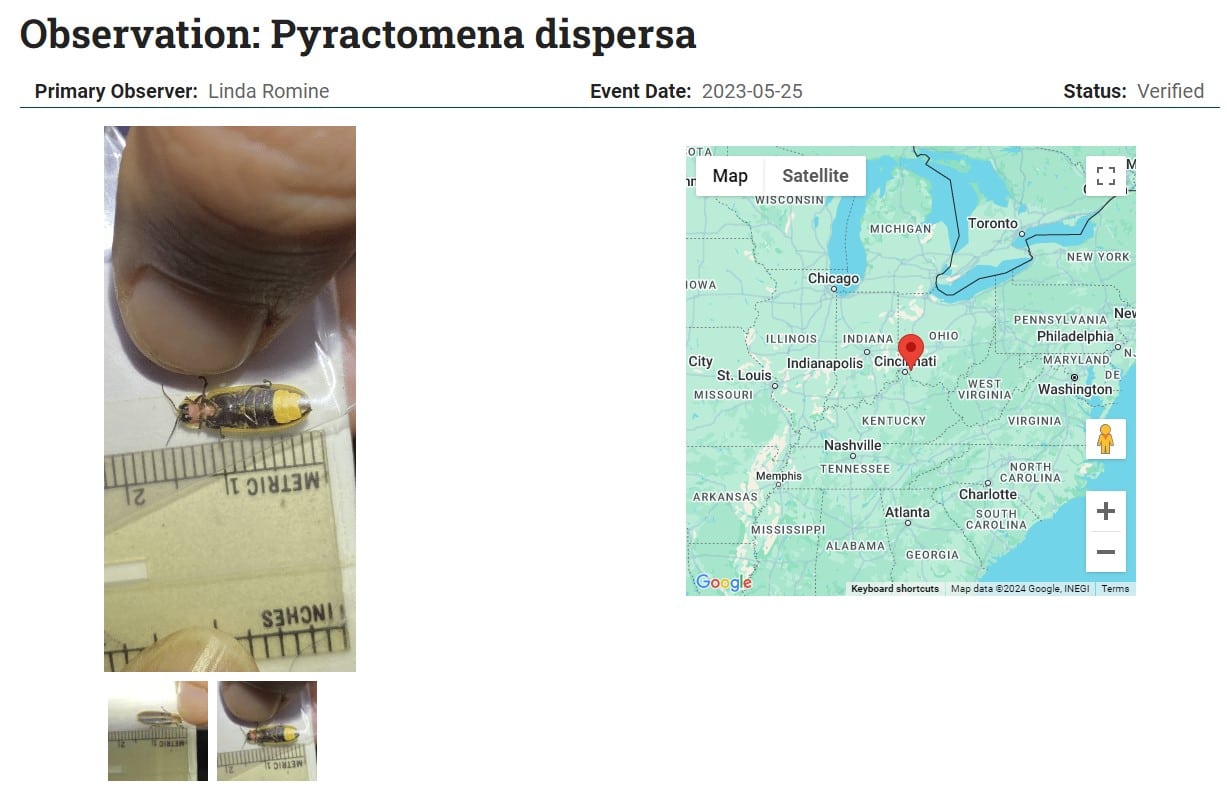 Screenshot of a Firefly Atlas observation, including the species name, photos, and the mapped location.