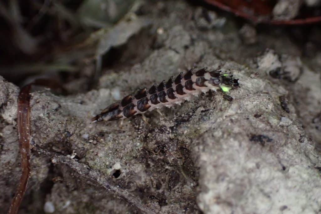 The larva of a Florida intertidal firefly glows while traversing damp sand.