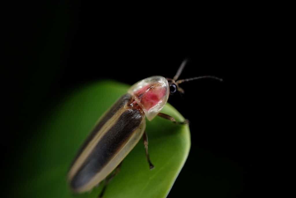 An adult Florida intertidal firefly perches on a leaf with a dark background.