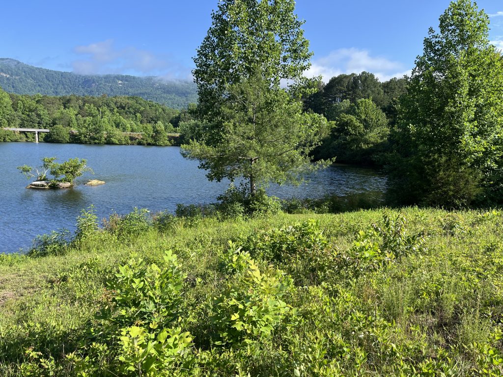 A brushy field with trees and a lake in the background.