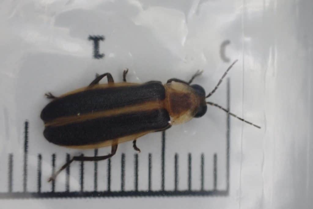 A firefly photographed through a plastic bag against a white background showing a centimeter scale.