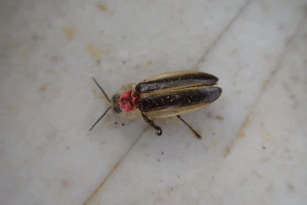 A firefly with pink on the head and dark wings edged in pale yellow against a white background. There is ample empty spaces around the firefly.