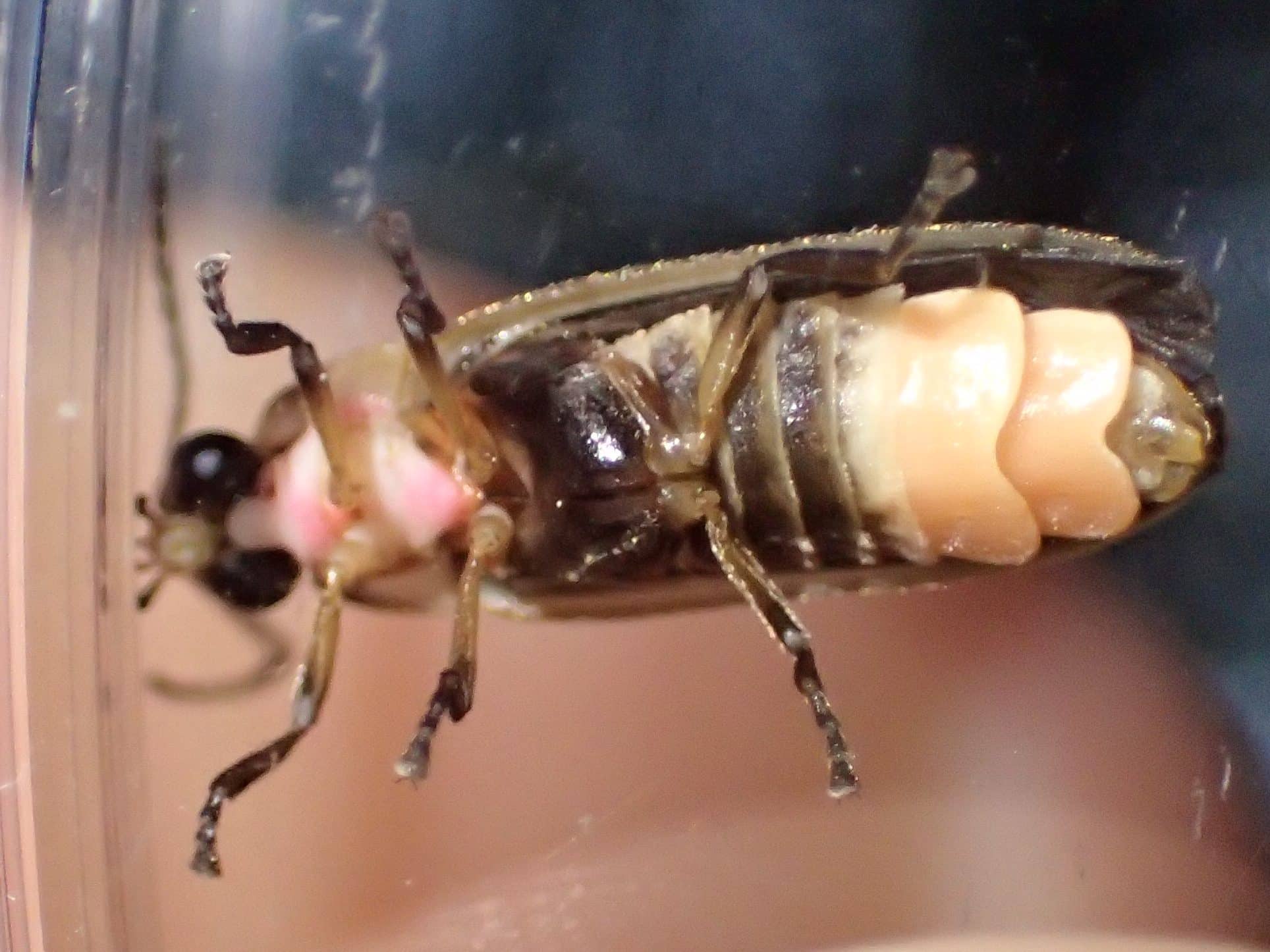 The underside of a firefly.