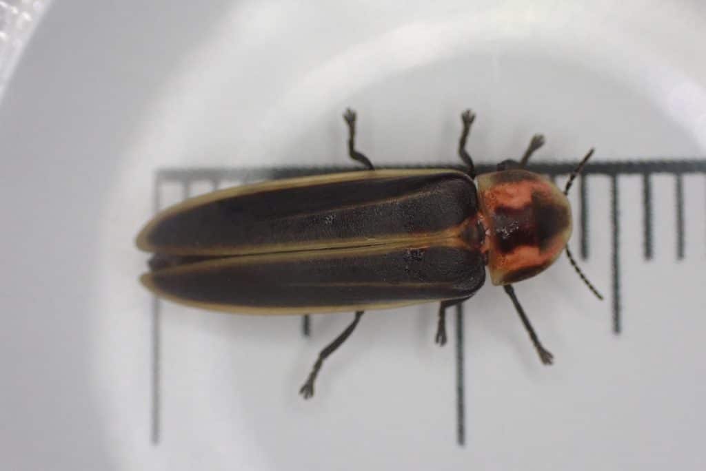 A black, yellow, and pink firefly against a centimeter scale.