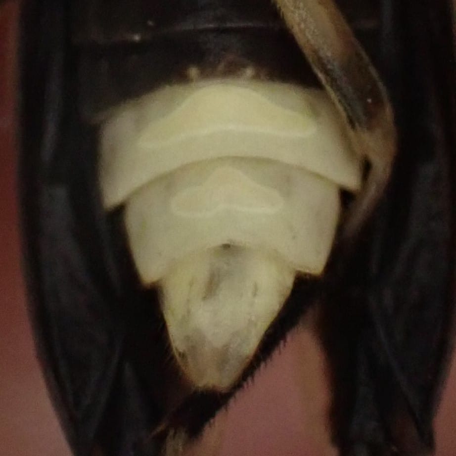 Close-up photo of the light organs of a female firefly in the genus Photuris. The light organs do not fill the abdominal segments and are saucer shaped.